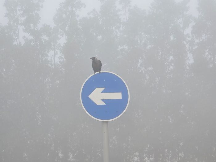 A crow on a one way sign in fog