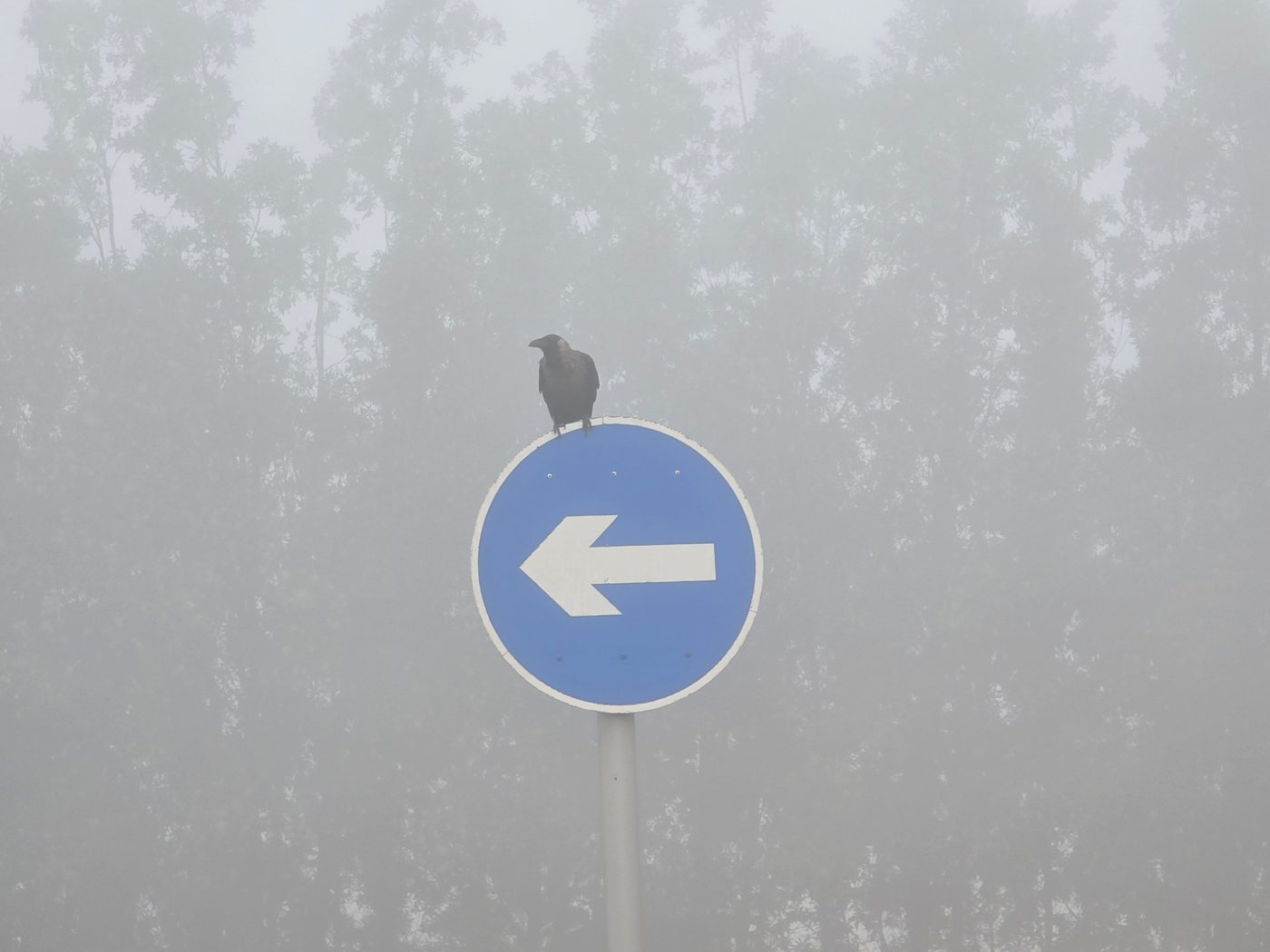 A crow perched on a one way traffic sign in fog